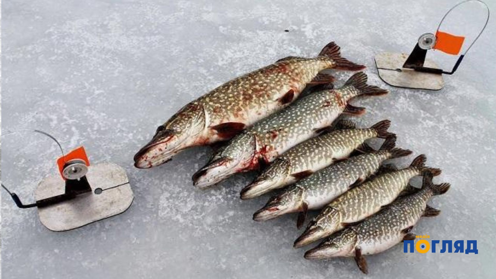 З 15 лютого в Україні діятиме заборона на вилов щуки (ФОТО) - зображення